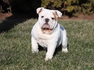 English Bulldog dogs Frosty - Ad 10