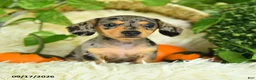 Miniature Dachshund dogs for sale: Smokey - Ad 4
