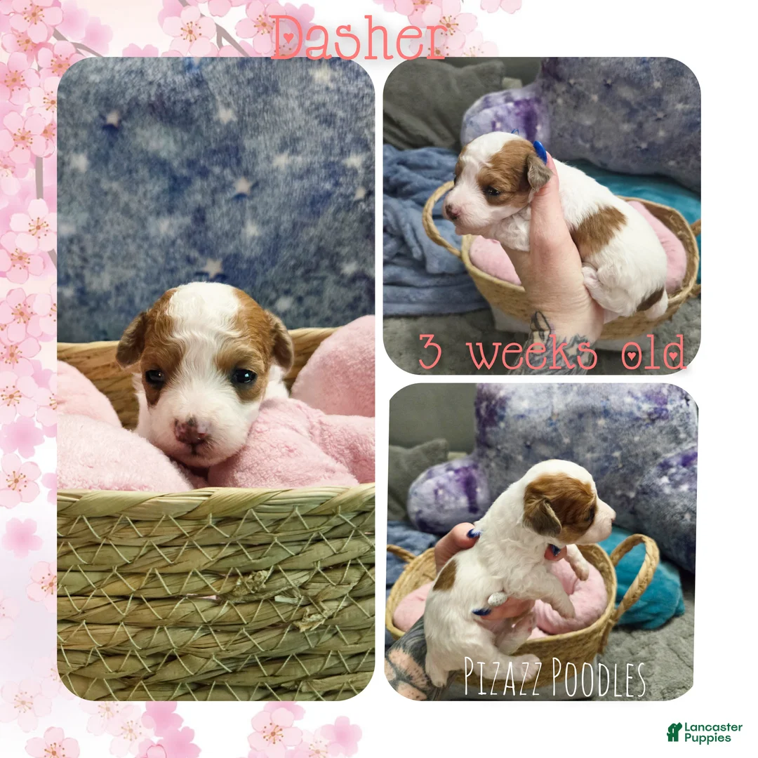 Miniature Poodle dogs for sale: Dasher - Ad 5