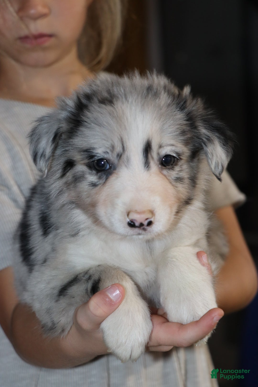 Border Collie dogs  Ozzy - Ad 25