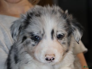 Border Collie dogs Ozzy - Ad 25