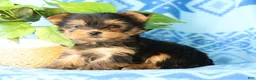 Yorkshire Terrier dogs for sale: Darla - Ad 6