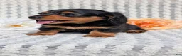 Miniature Dachshund dogs for sale: Roxy - Ad 4