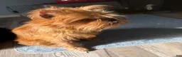 Brussels Griffon dogs for sale: Brussels Griffon Puppy 1 - Ad 5
