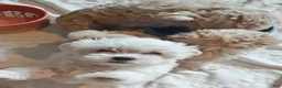 Maltese dogs for sale: Maltese Puppy 1 - Ad 5