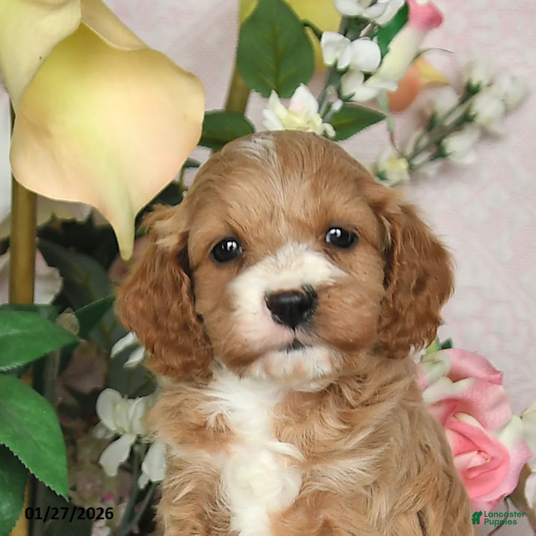 Cavapoo dogs for sale: Jubilee - Ad 2