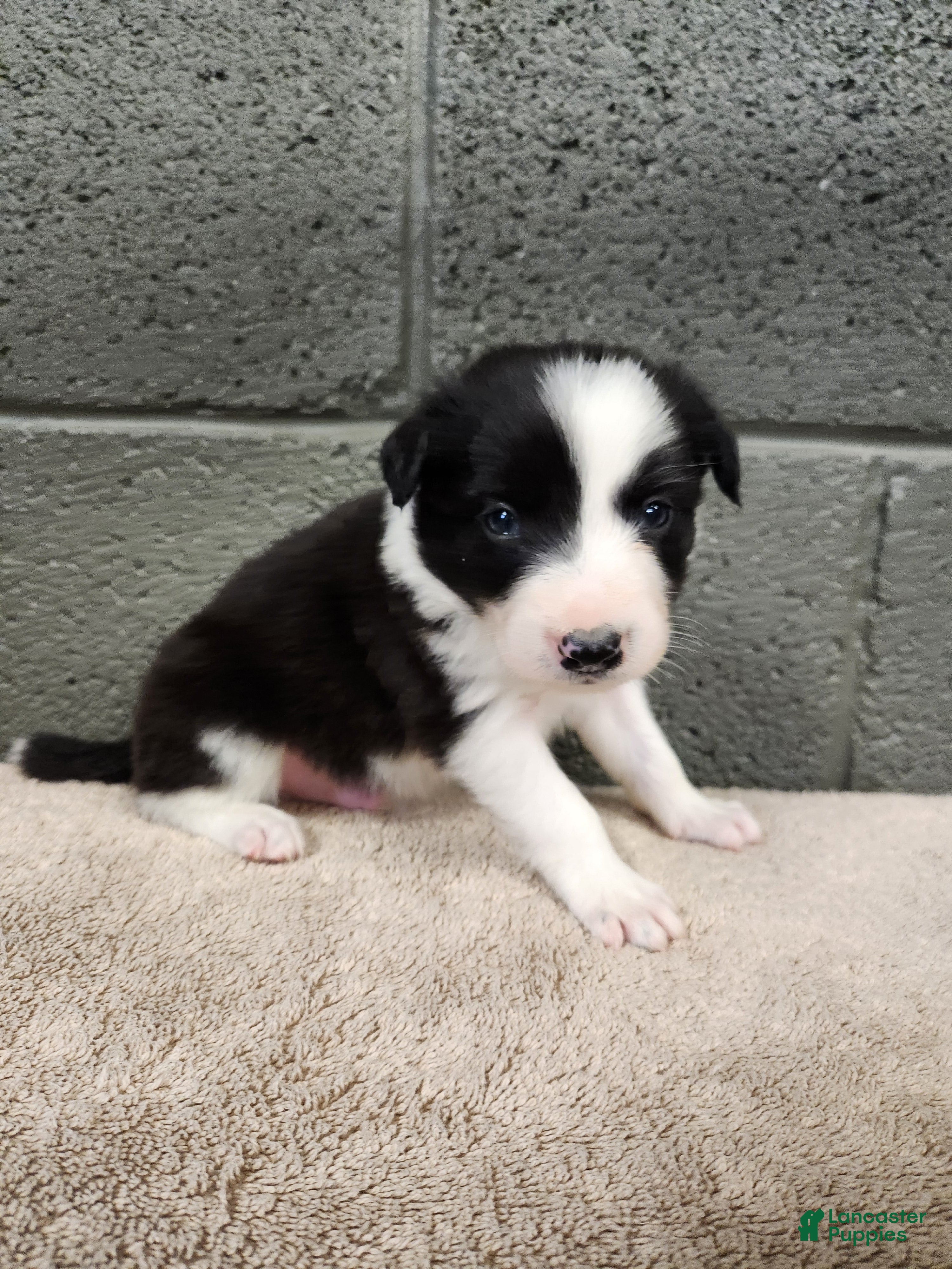 Border Collie dogs Charlie - Pure Breed Border collie  - Ad 1