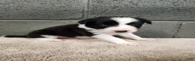 Charlie - Pure Breed Border collie 