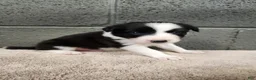 Border Collie dogs for sale: Charlie - Pure Breed Border collie  - Ad 1