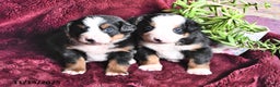 Bernese Mountain Dog dogs for sale: Jane - Ad 10