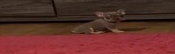 French Bulldog dogs for sale: French Bulldog 1 - Ad 2