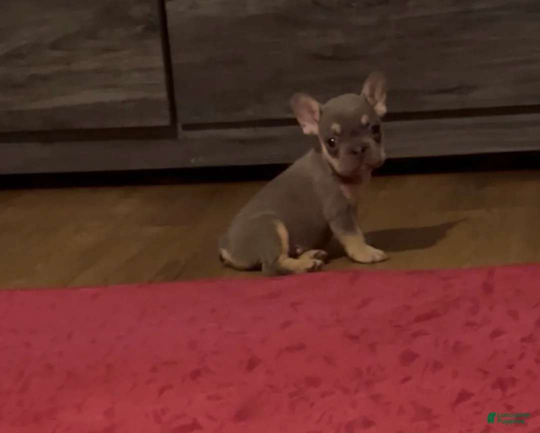 French Bulldog dogs for sale: French Bulldog 1 - Ad 2
