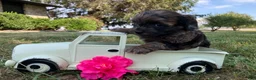 Shihpoo dogs for sale: Missy - Ad 5