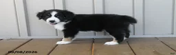 Australian Shepherd dogs for sale: Kelly - Ad 3