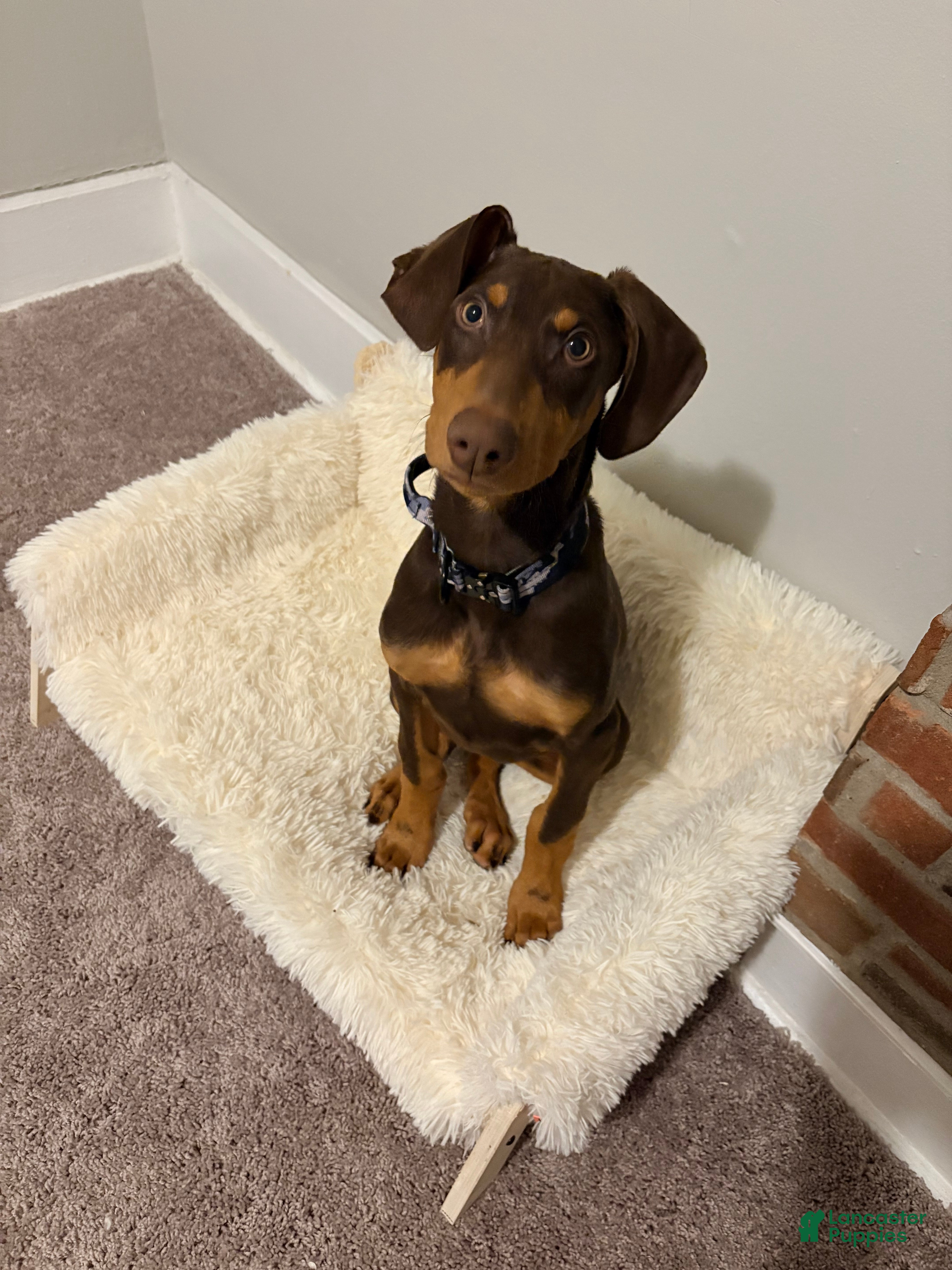 Doberman Pinscher dogs Doberman Pinscher Puppy 1 - Ad 37