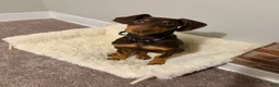 Doberman Pinscher dogs for sale: Doberman Pinscher Puppy 1 - Ad 1