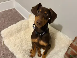 Doberman Pinscher dogs Doberman Pinscher Puppy 1 - Ad 37