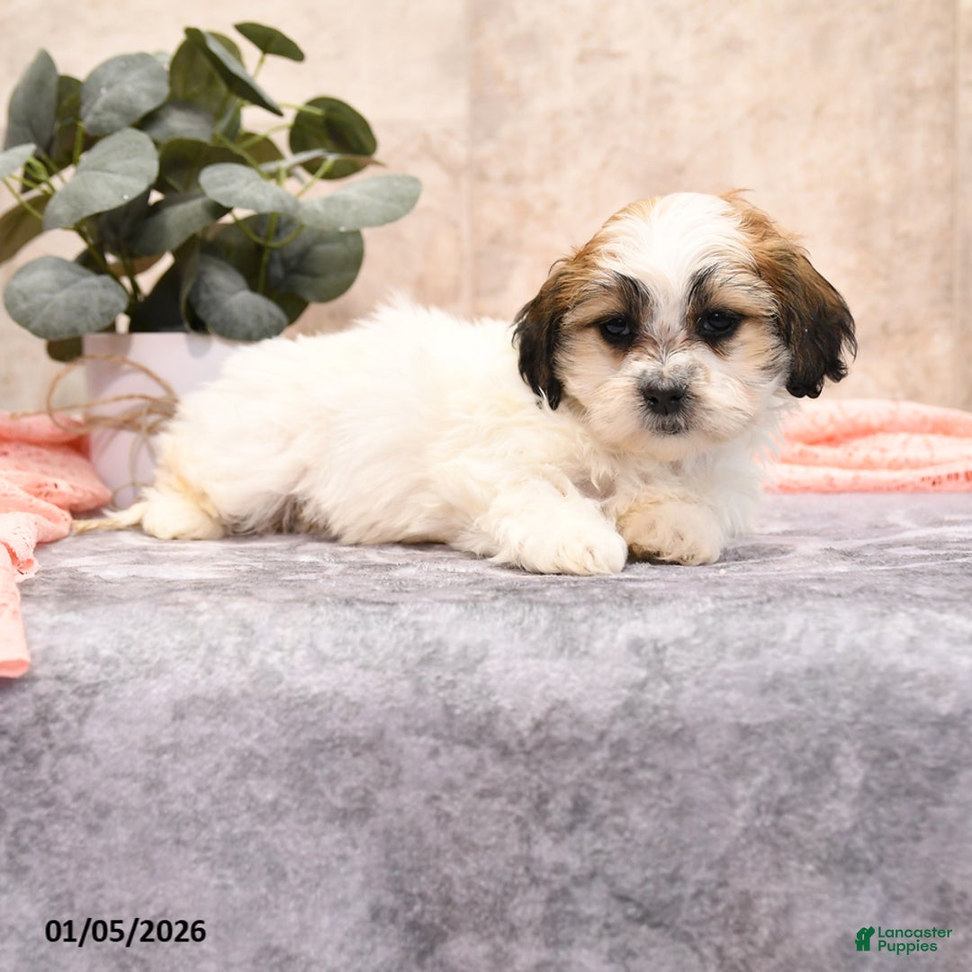 Teddy Bear dogs for sale: Molly - Ad 4