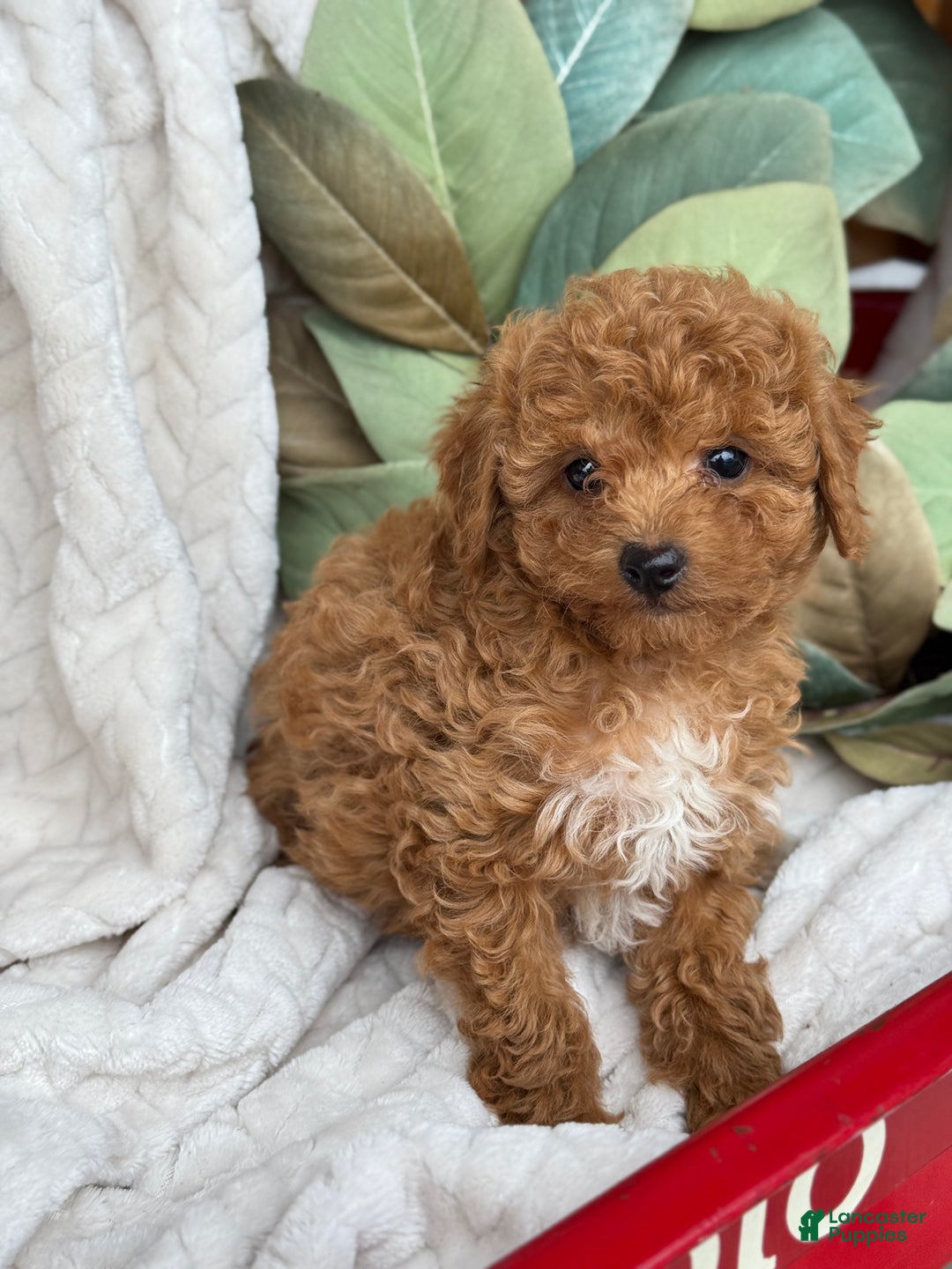 Toy Poodle dogs for sale: Kira - Ad 32