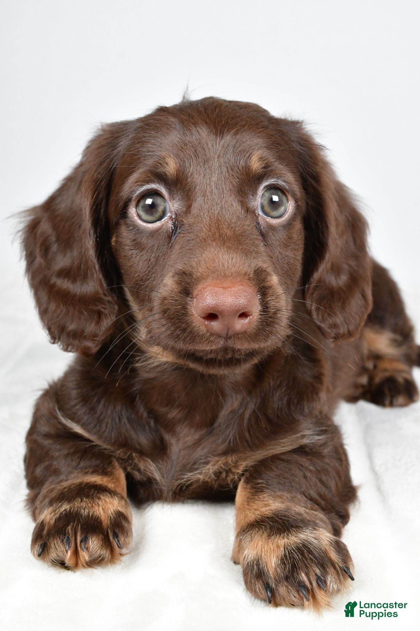 Miniature Dachshund dogs Kyle - Ad 2