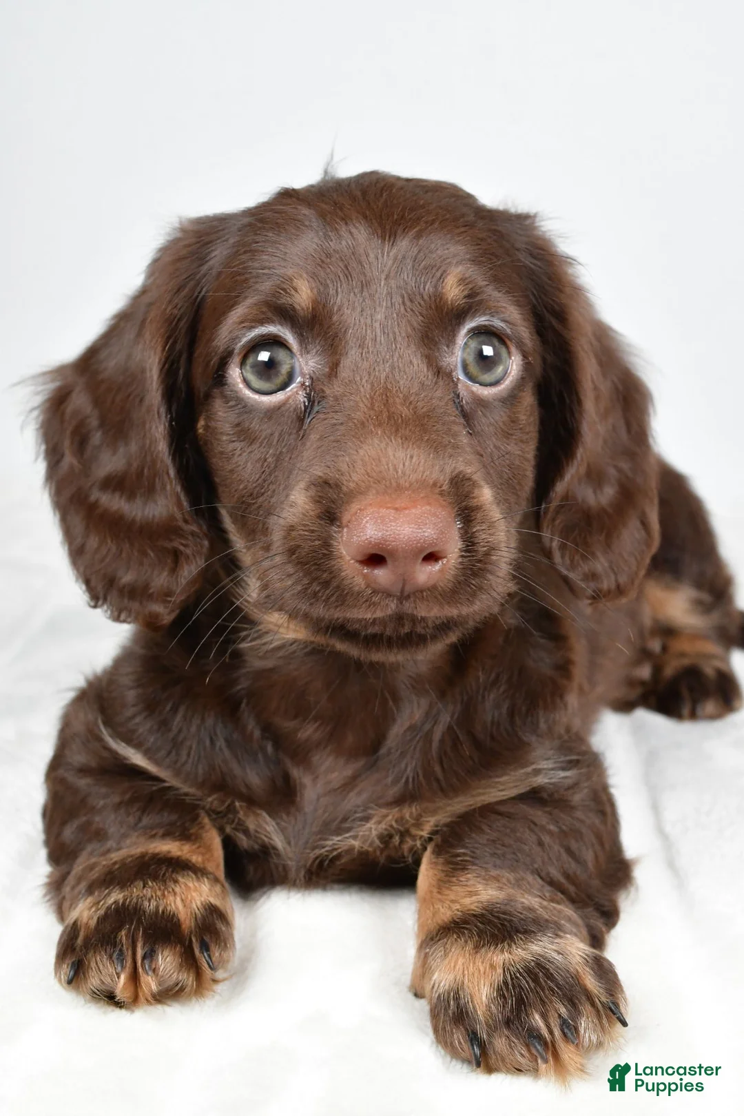 Miniature Dachshund dogs for sale: Kyle - Ad 2