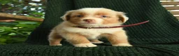 Miniature Australian Shepherd dogs for sale: Willow - Ad 2