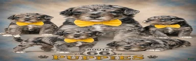 Bernedoodle 6