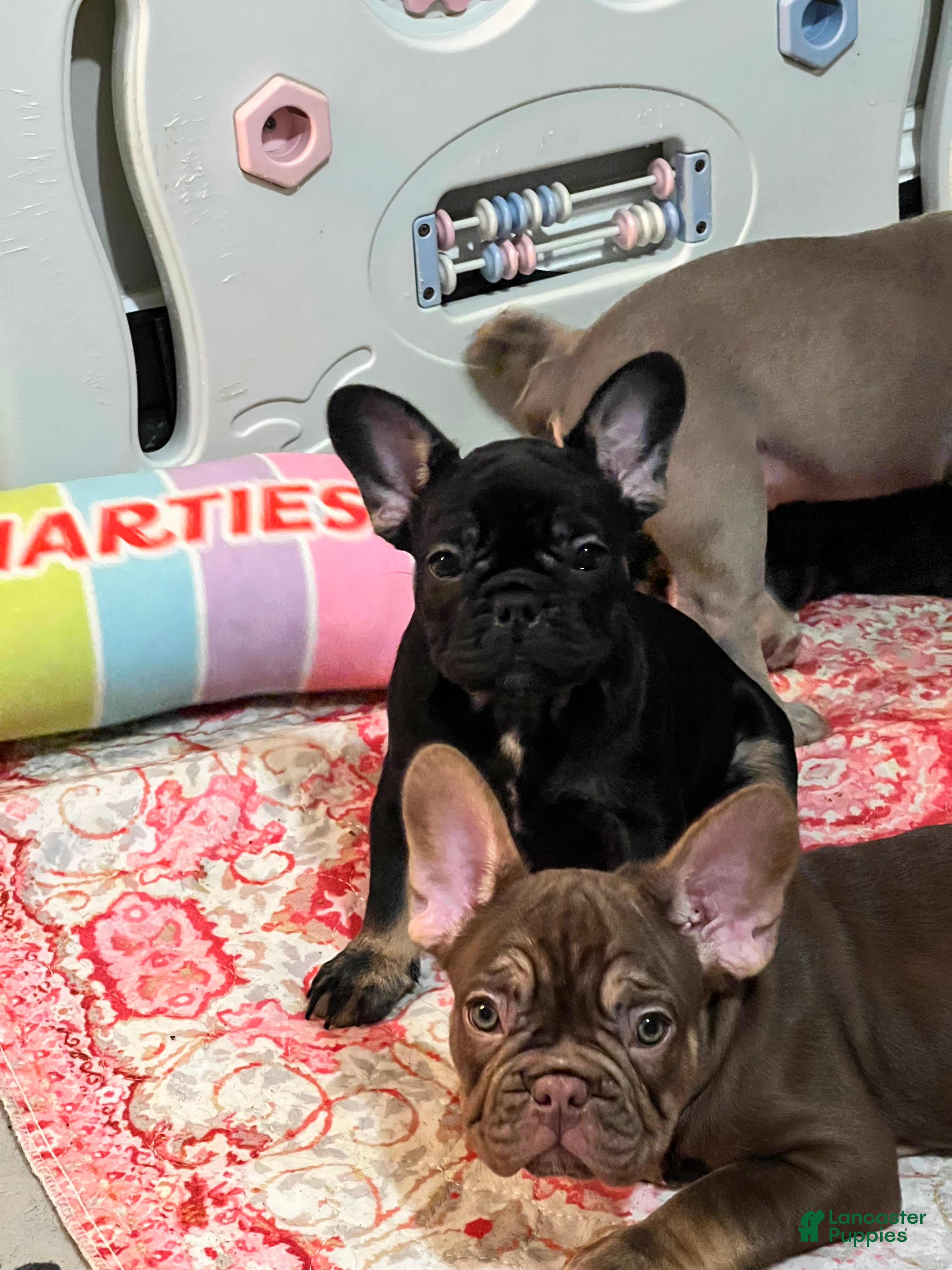 French Bulldog dogs Pepper - Ad 1