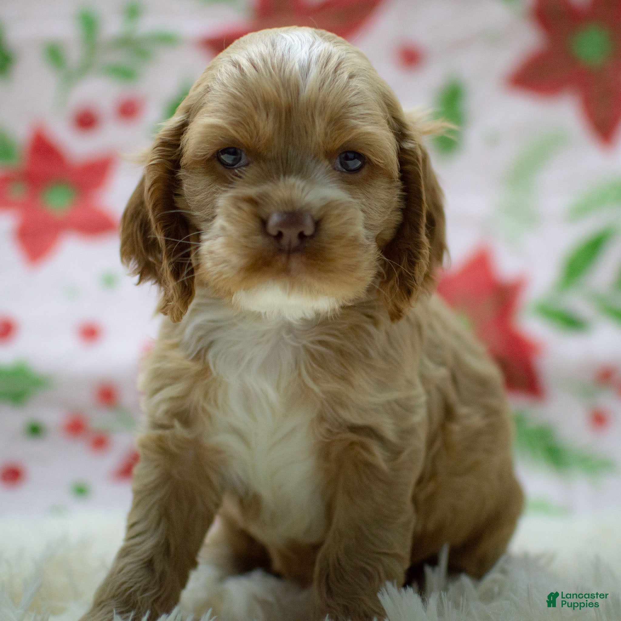 Cocker Spaniel dogs Neeko - Ad 29