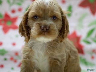 Cocker Spaniel dogs Neeko - Ad 31