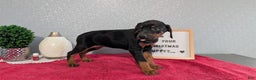Doberman Pinscher dogs for sale: Luna - Ad 4