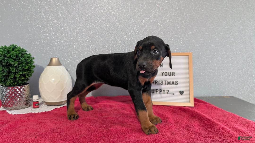 Doberman Pinscher dogs for sale: Luna - Ad 4