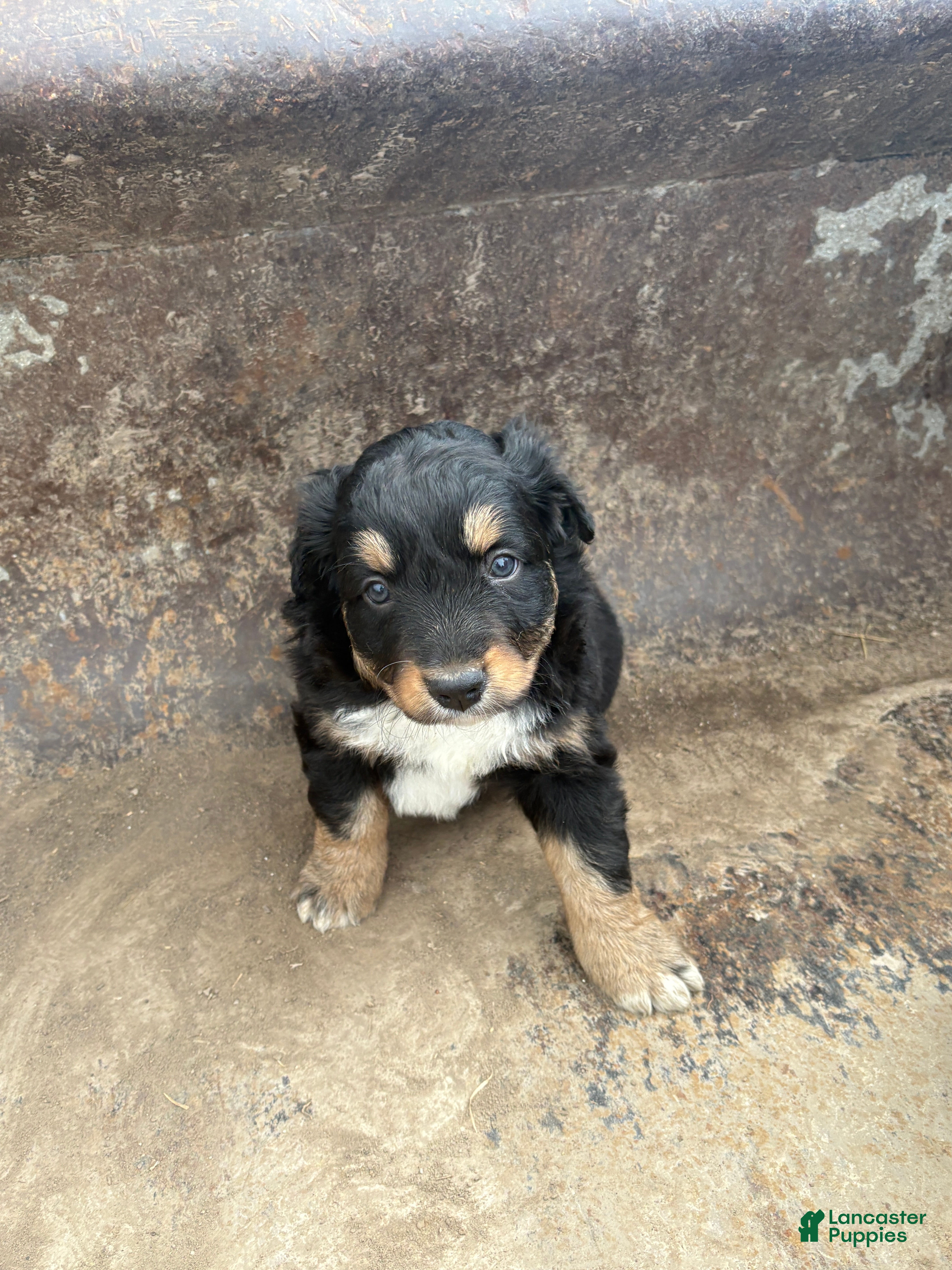 Miniature Australian Shepherd dogs Black Tri Male - Ad 1