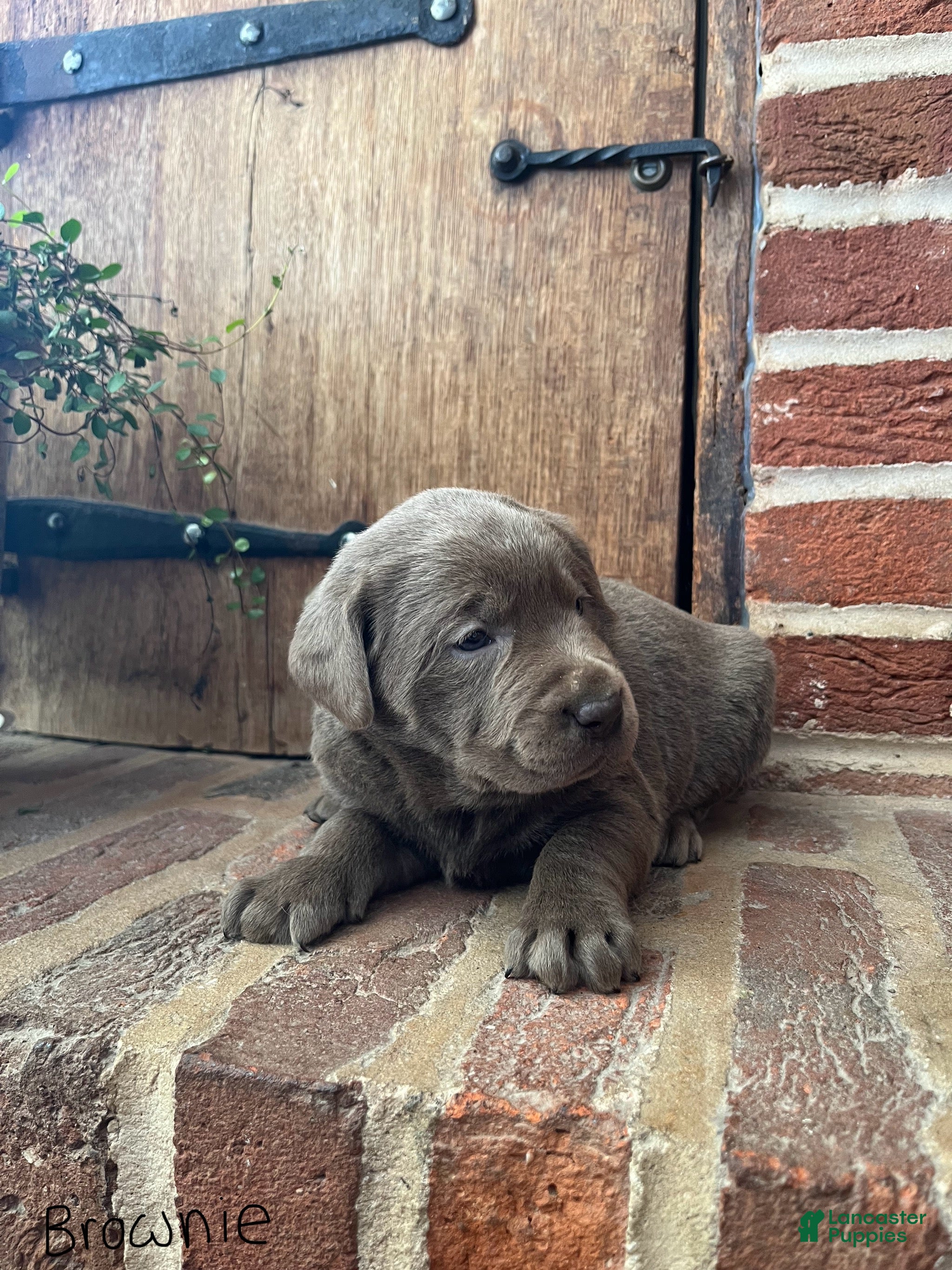 Labrador Retriever dogs Brownie - Ad 29