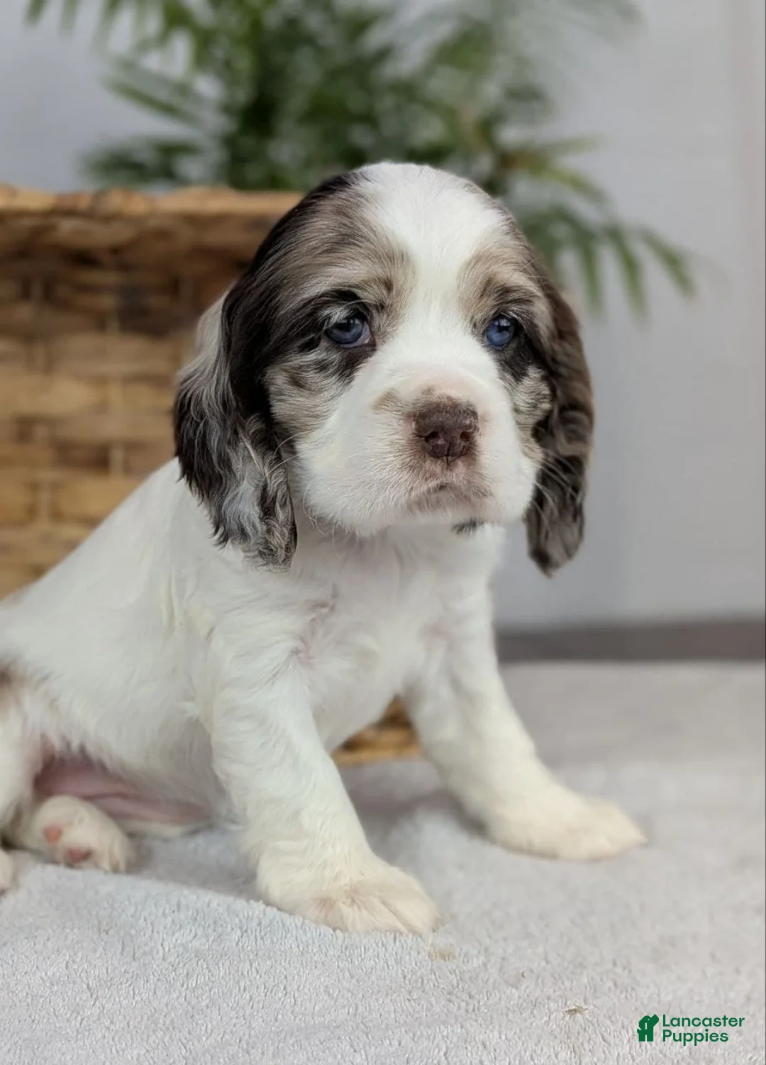 Cocker Spaniel dogs for sale: Cocker Spaniel Puppy 3 - Ad 6