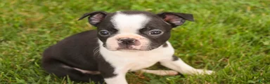 Blossom Boston Terrier 