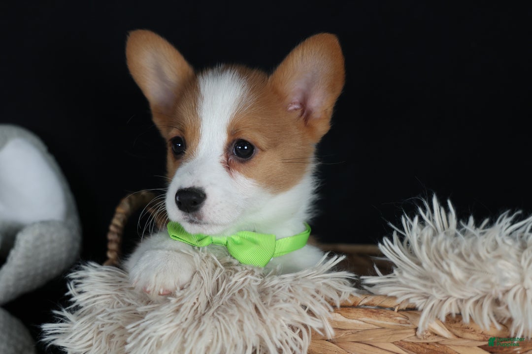 Welsh Corgi Pembroke dogs for sale: Hudson - Ad 2