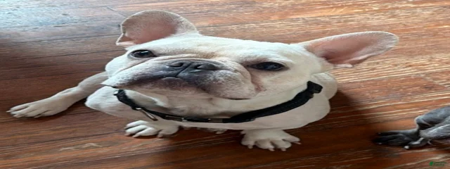 Peanut
