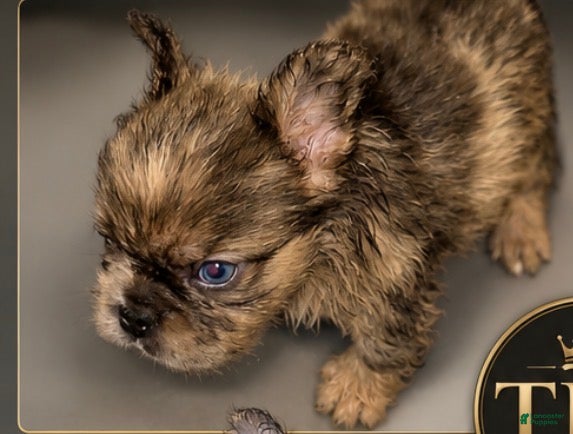 French Bulldog dogs Max - Ad 2