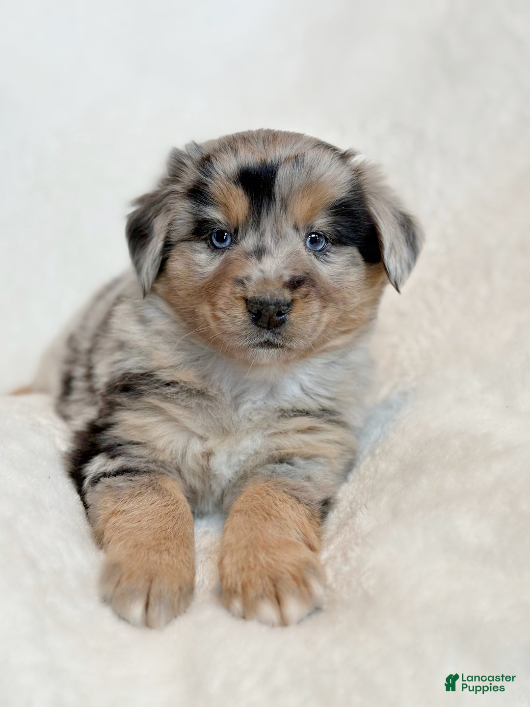 Miniature Australian Shepherd dogs for sale: Briar - Ad 3