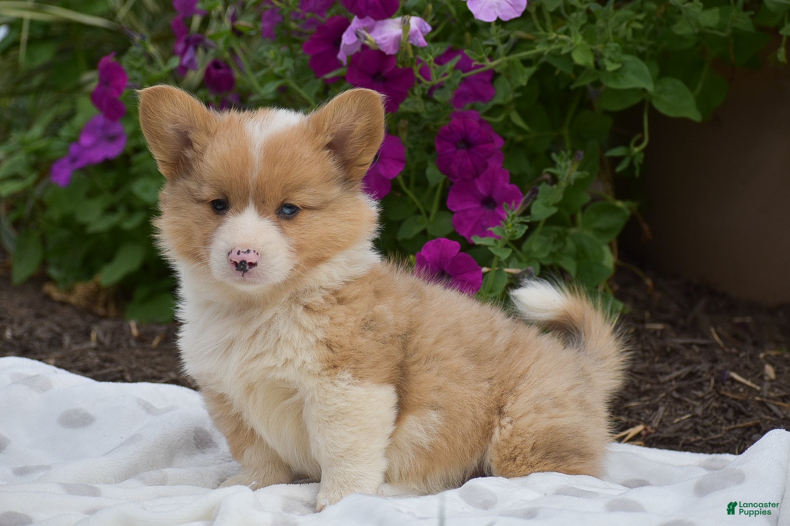 Welsh Corgi Pembroke dogs Remi - Ad 1