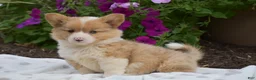 Welsh Corgi Pembroke dogs for sale: Remi - Ad 1