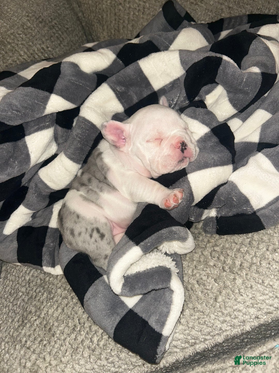 American Bully dogs for sale: American Bully Puppy 5 - Ad 3