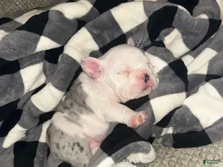 American Bully dogs American Bully Puppy 5 - Ad 16