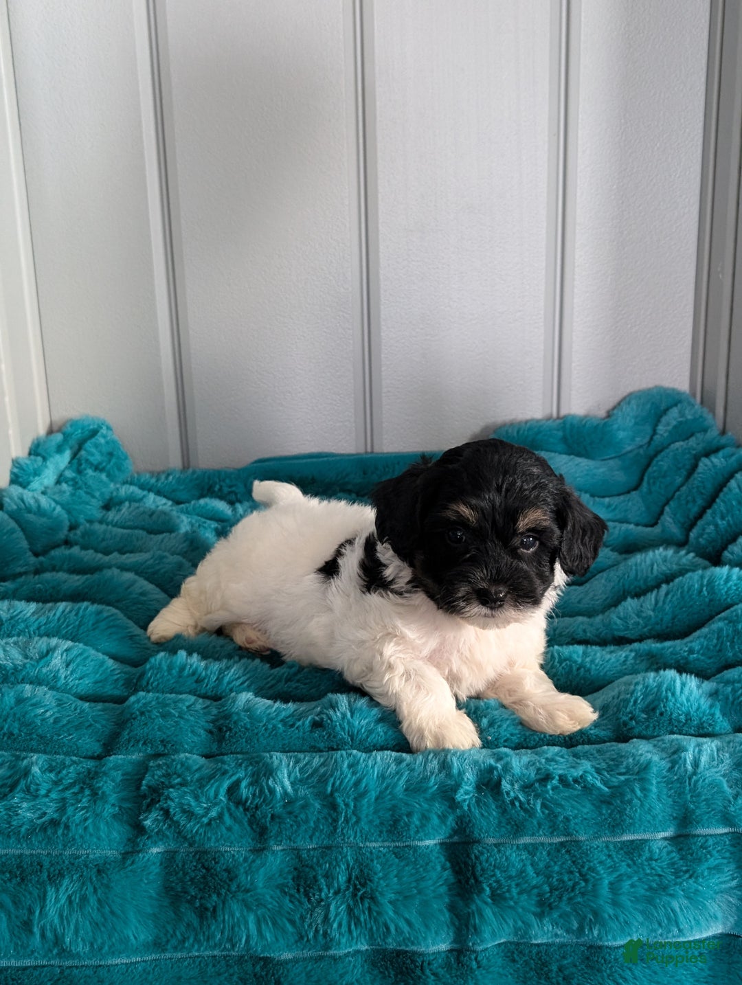 Havapoo dogs for sale: Oscar  - Ad 5