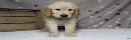 Golden Retriever dogs for sale: Pumpernickel  - Ad 3