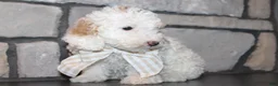 Miniature Poodle dogs for sale: Akc Jenna - Ad 5
