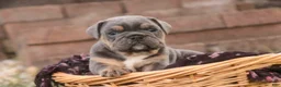 English Bulldog dogs for sale: Sophie English Bulldog  - Ad 4