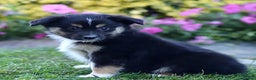 Miniature Australian Shepherd dogs for sale: Gerald - Ad 3