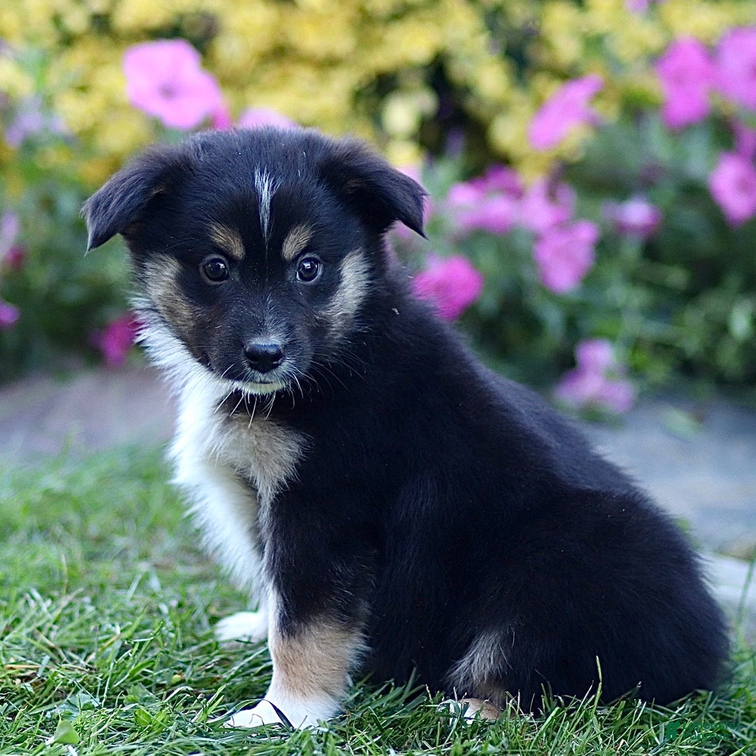 Miniature Australian Shepherd dogs for sale: Gerald - Ad 3